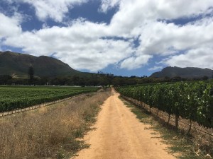 Weinberg Groot Constantia