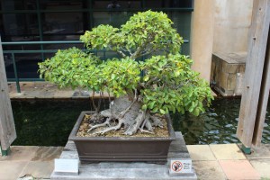 Bonsai Baum
