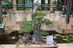 Bonsai Baum