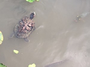 Schildkröte und Fisch