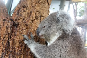 Koala