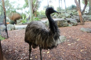 Emu
