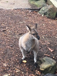 Wallaby im Taronga Zoo
