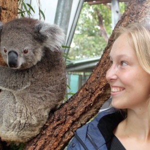 Koala im Taronga Zoo