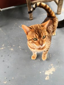 Bengal Kater