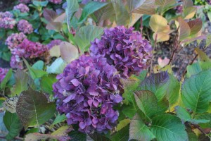 Botanischer Garten Christchurch