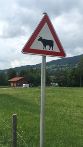 Vorsicht Kühe
